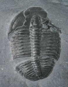 fossil